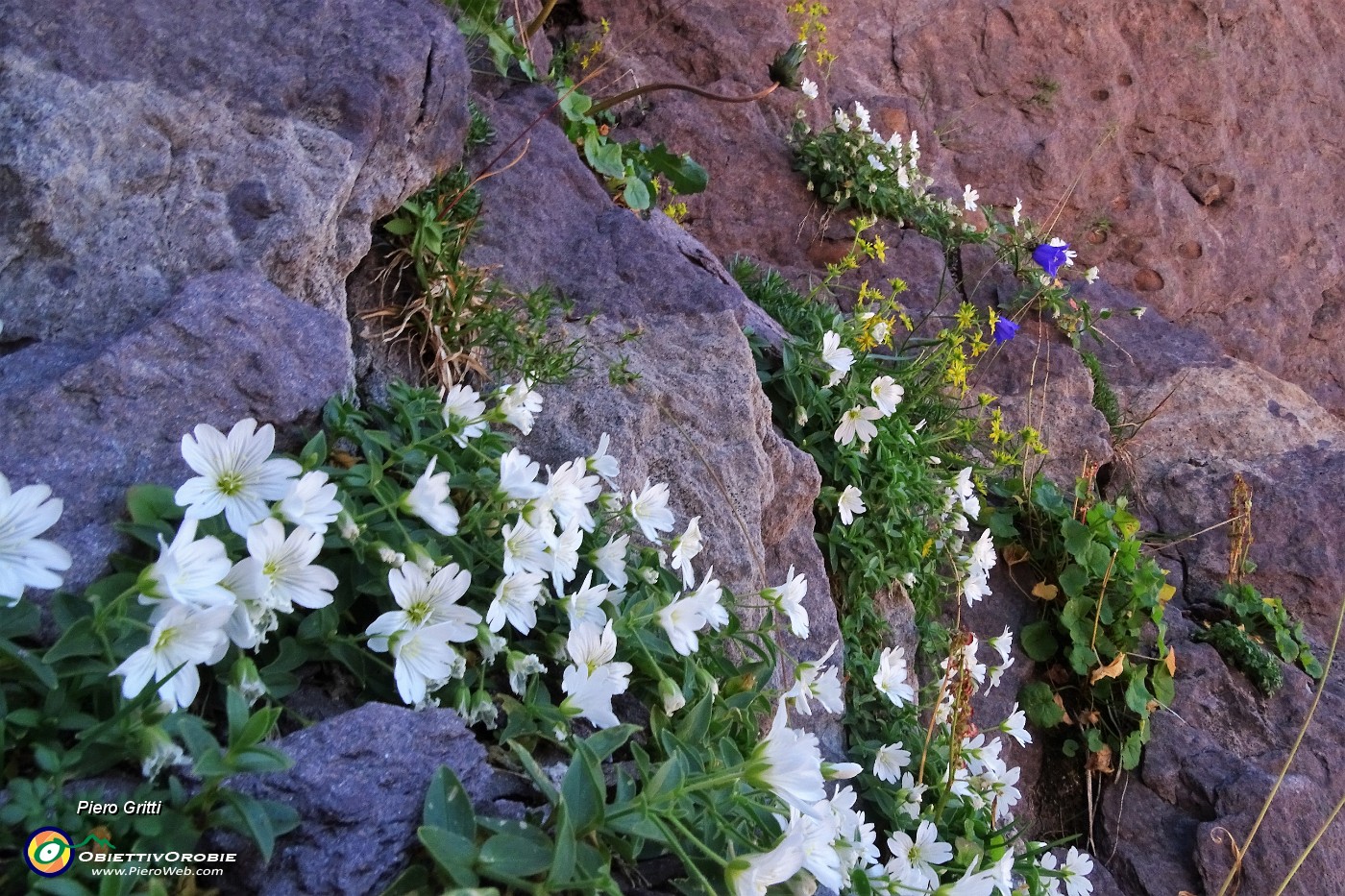 44 Bellissime fioriture bianche sulle rocce rosse di verrucano.JPG